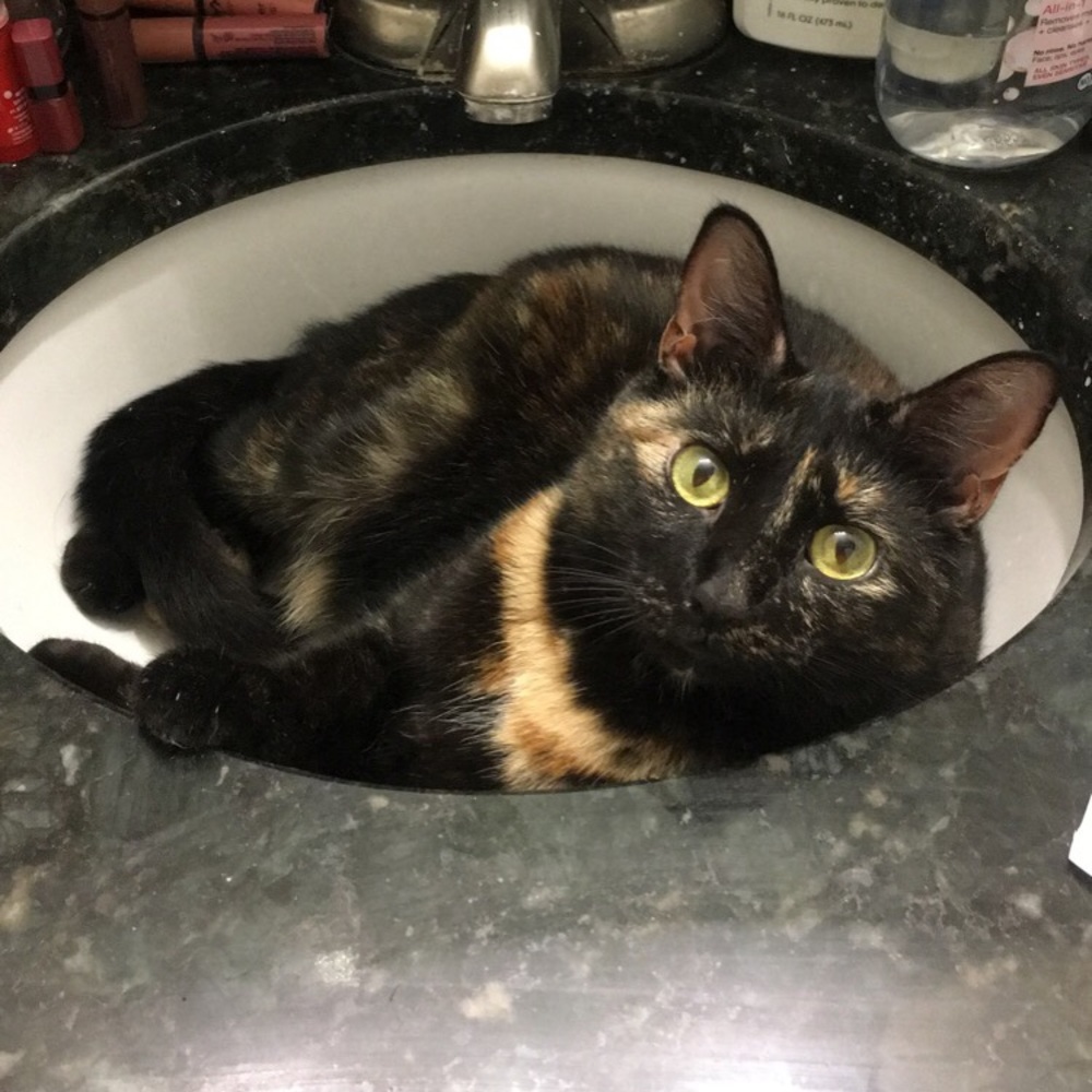 Meet your Posher, Ailin